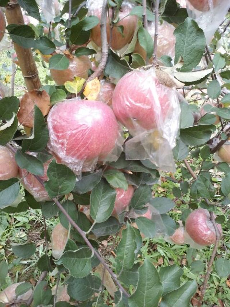 红富士苹果
