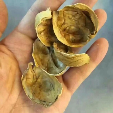 大黄核桃30mm以上去皮干