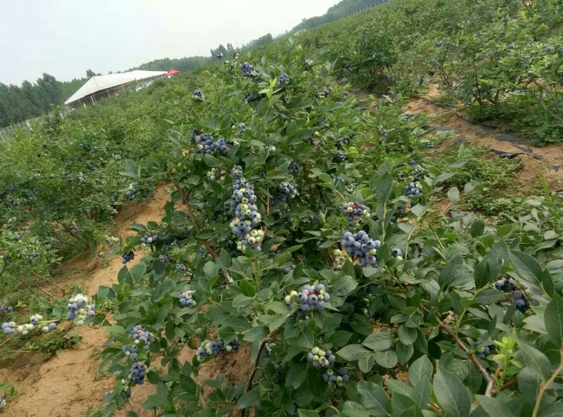 蓝丰蓝莓8~10mm以上