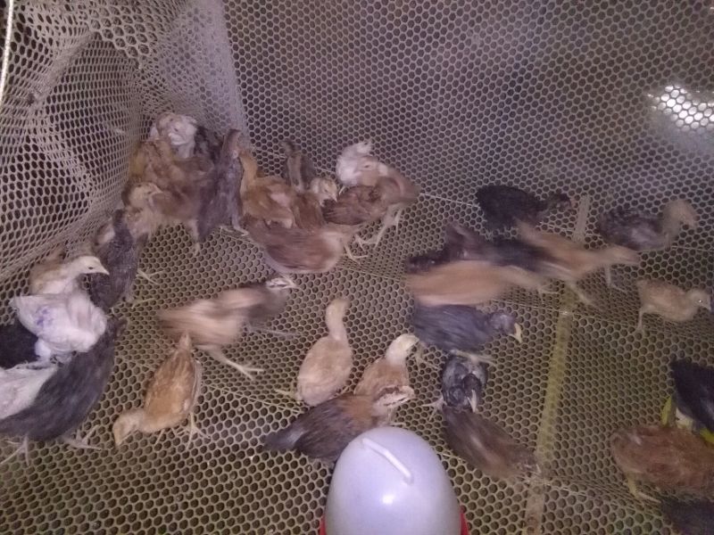 土鸡苗1斤以下
