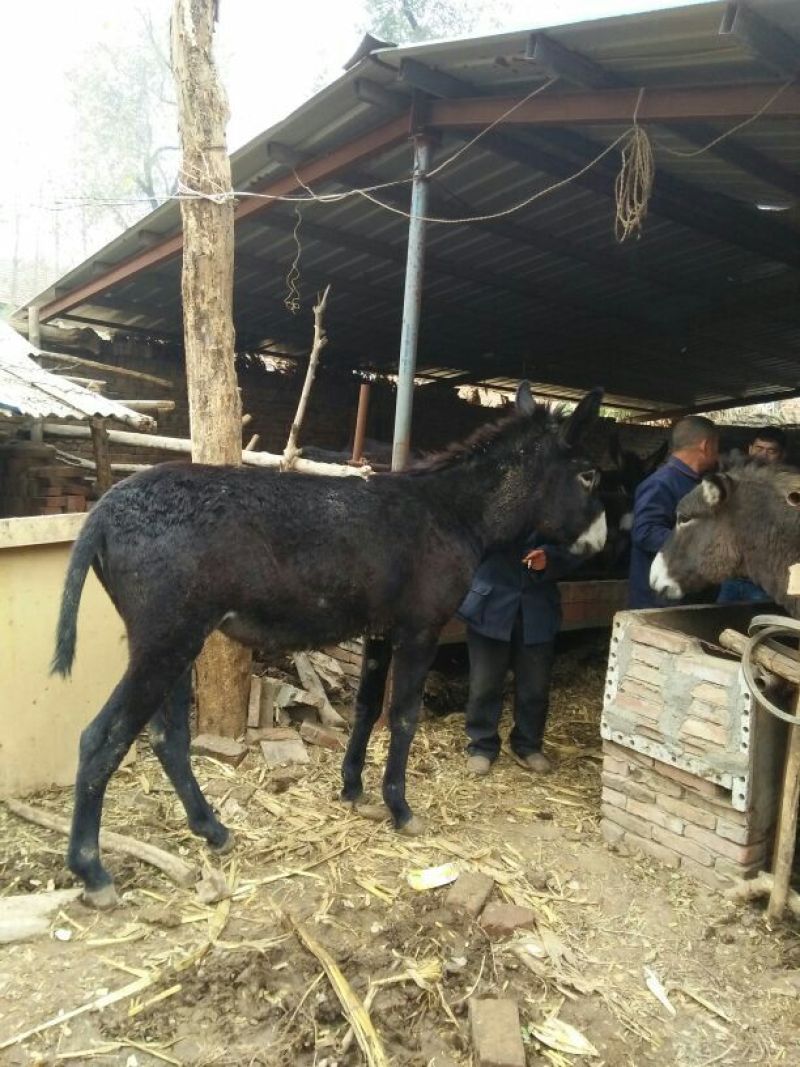 肉驴苗