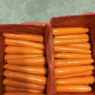 杂交品种适合东南亚出口满洲里出口二万千起批自己的加工厂