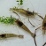 河虾冰鲜虾26~30只/kg