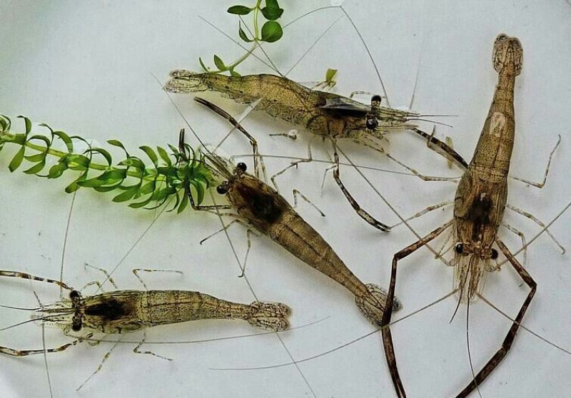 河虾冰鲜虾26~30只/kg