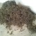 古树普洱茶一级