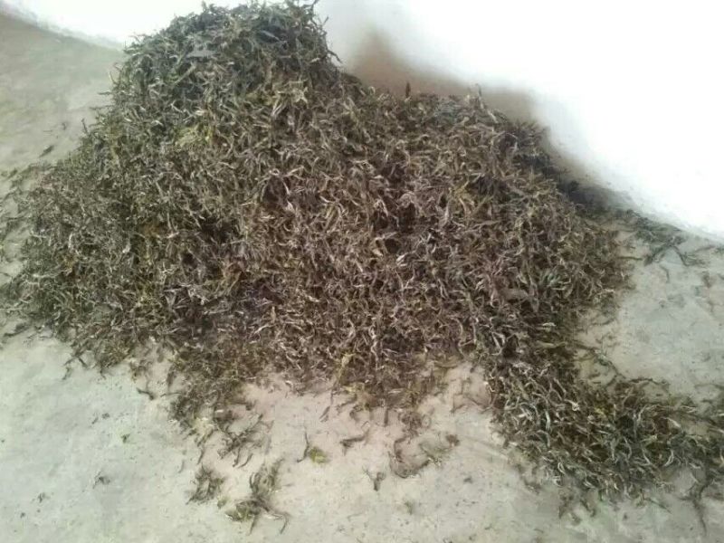 古树普洱茶一级