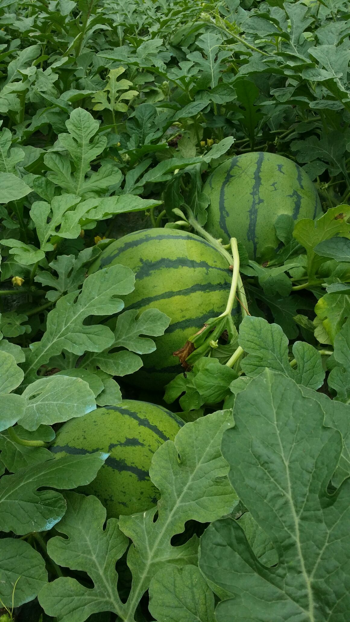 湖南岳阳市君山区花麒麟西瓜 8斤打底 9成熟 1