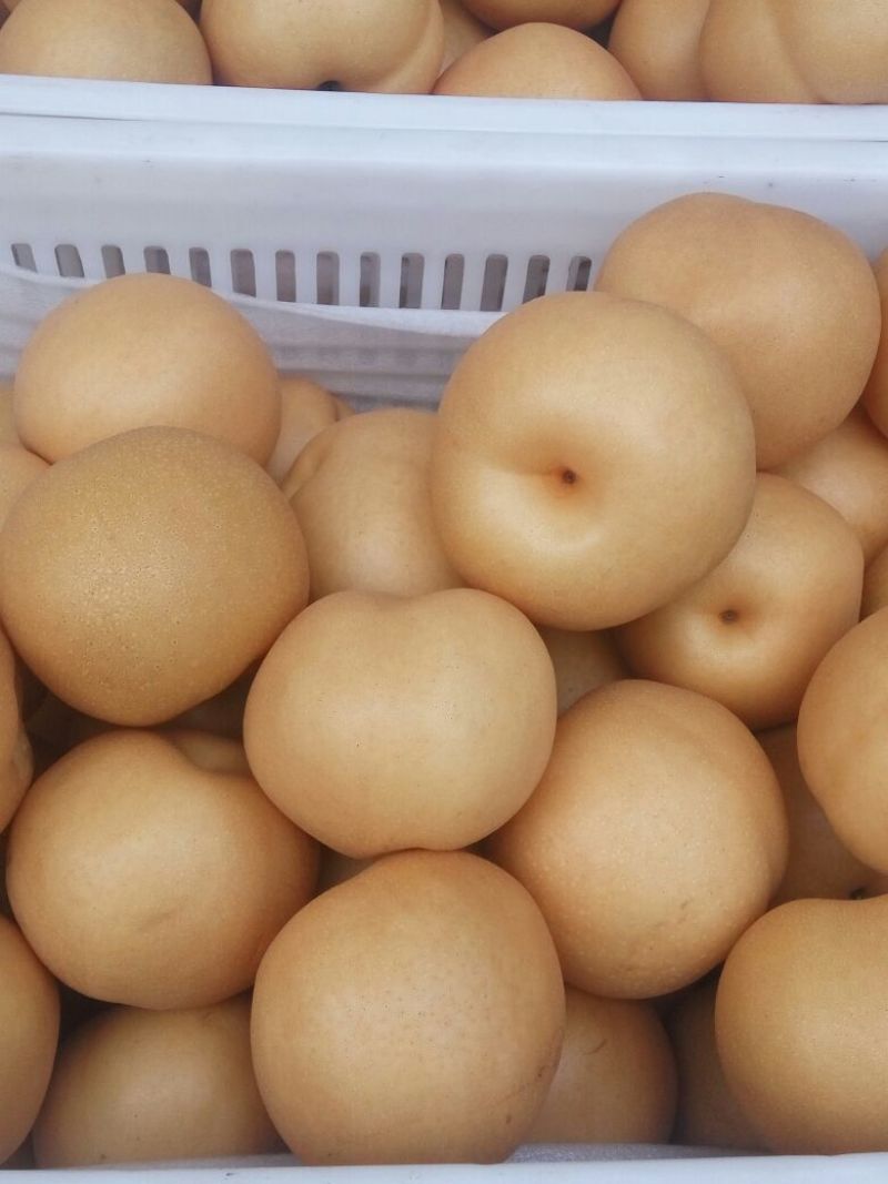 丰水梨350~400g纸袋
