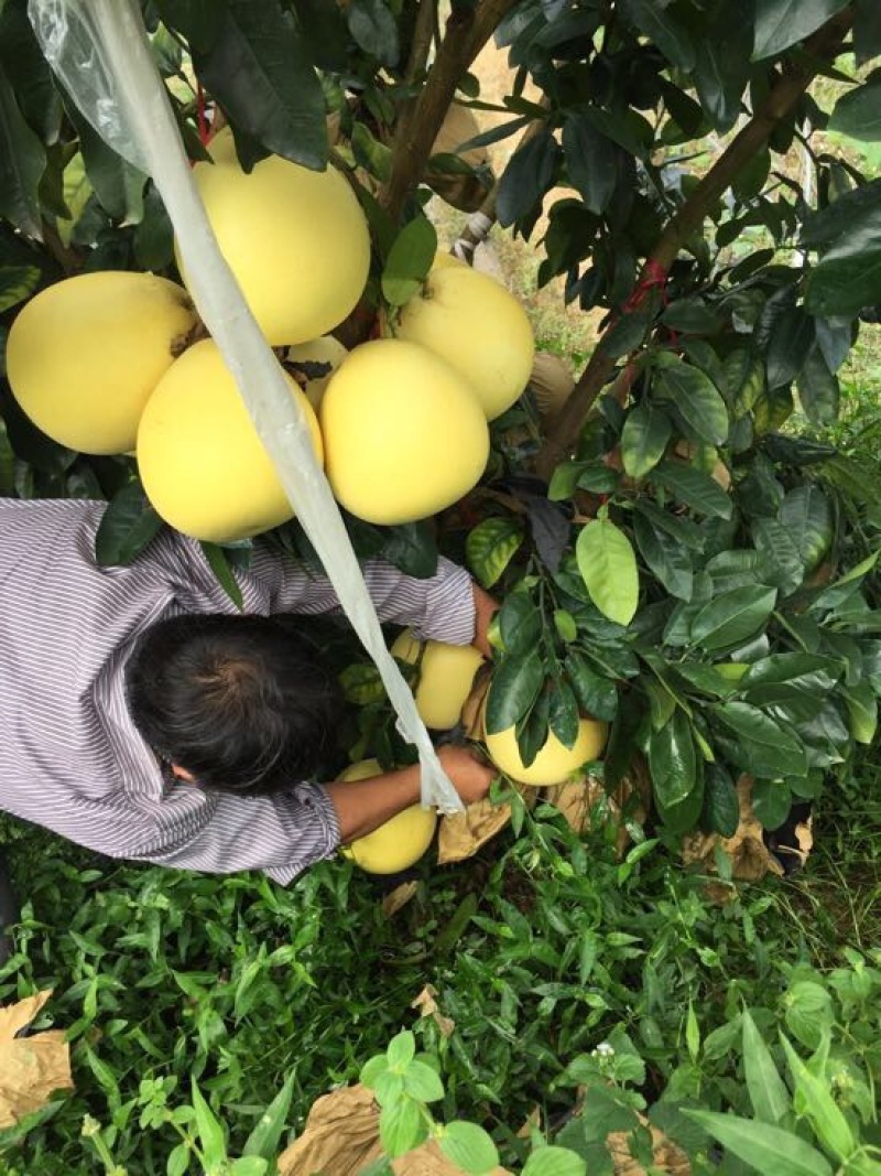 平和琯溪蜜柚