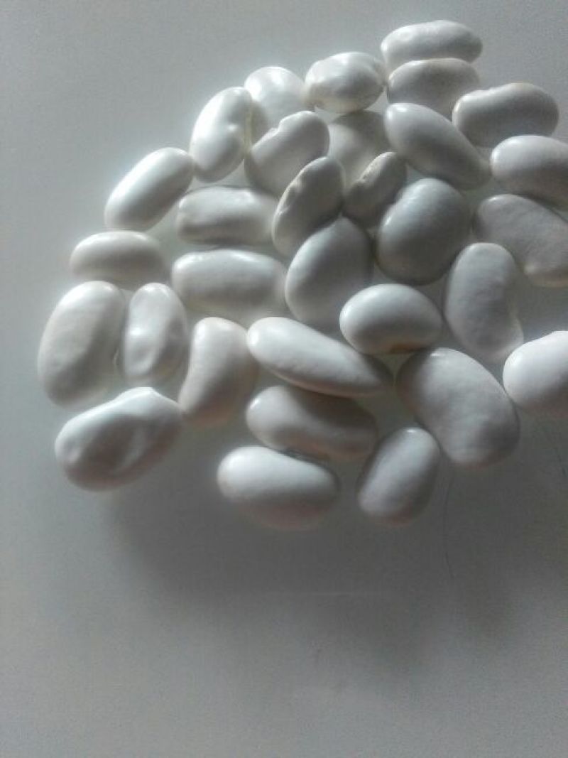 西班牙白豆