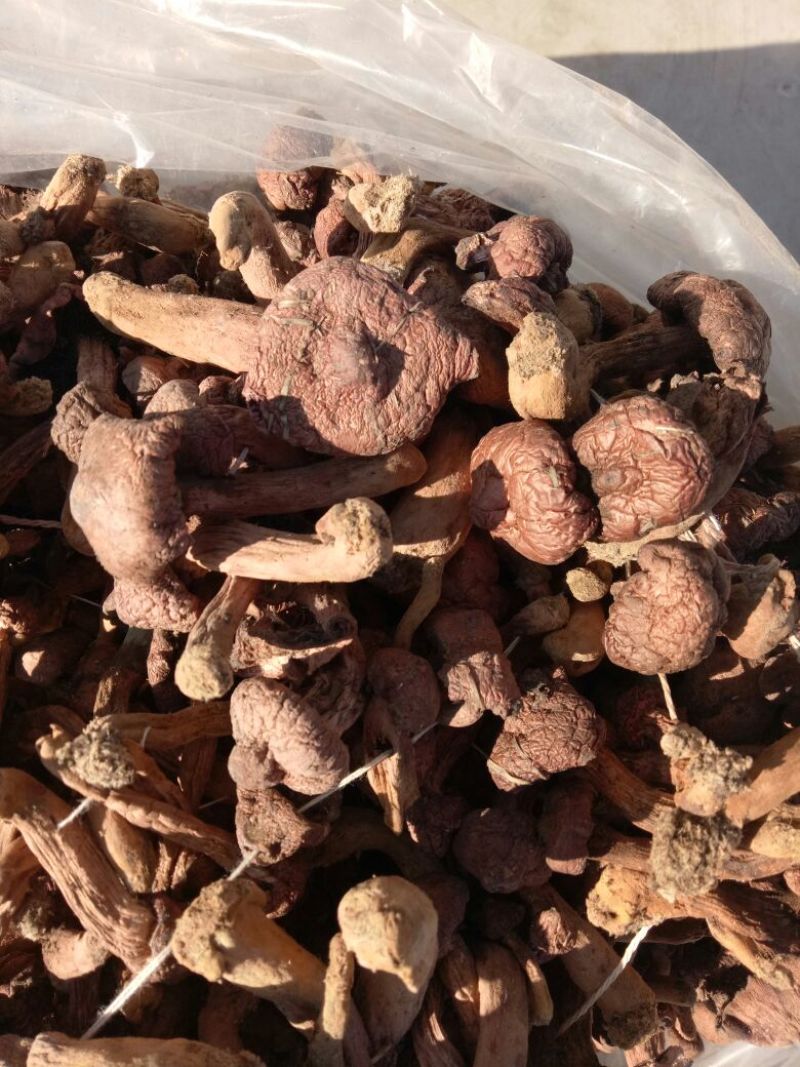 红蘑菇特级3cm