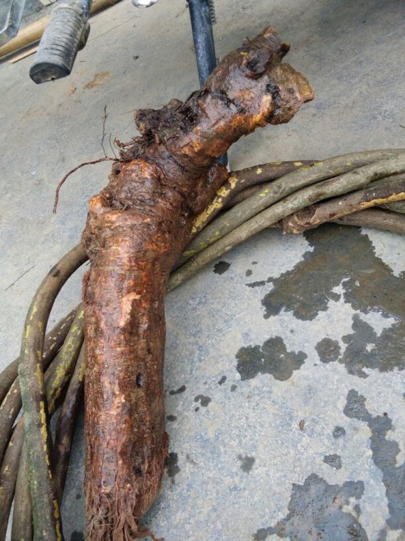 葛根2~2.5斤，深山老林葛根，价格美丽