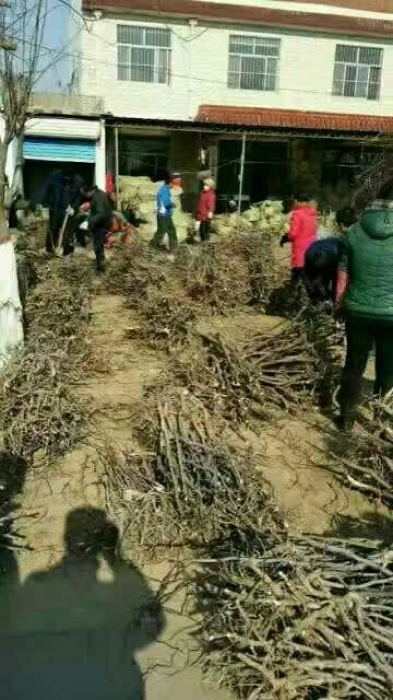 大量供应嫁接鲜食品种枣树种，品种齐全，纯正