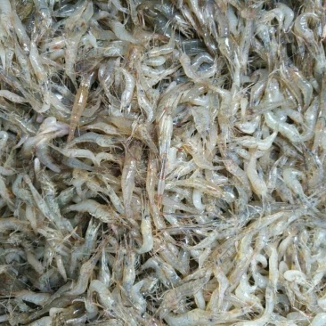 河虾活虾26~30只/kg