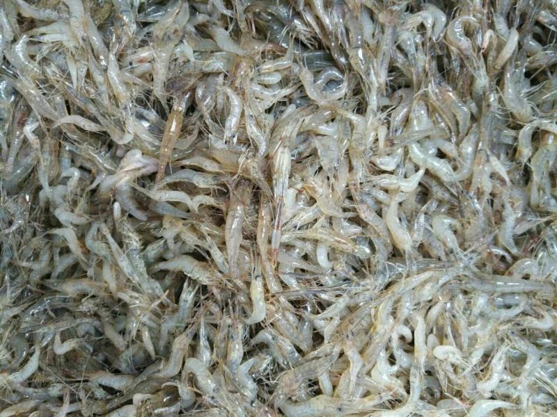 河虾活虾26~30只/kg