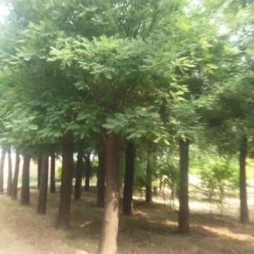 国槐20cm以上18~20cm1~2米