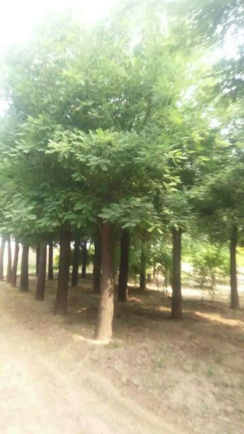 国槐20cm以上18~20cm1~2米