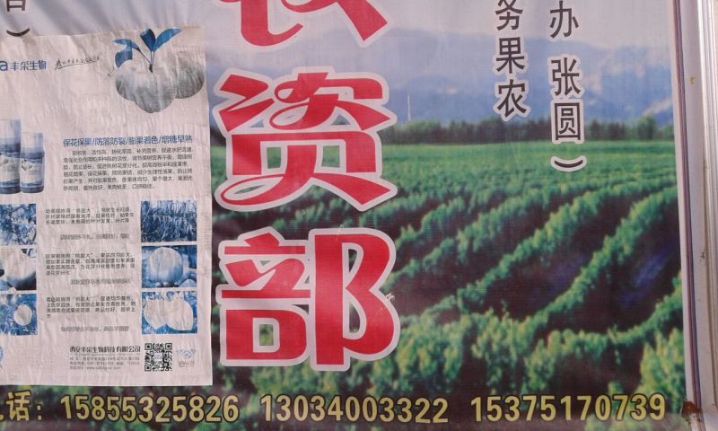 砀山梨