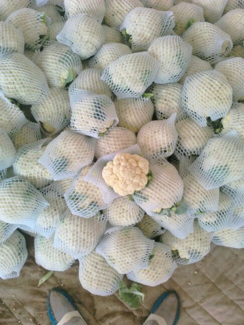 雪宝菜花河北花菜莲花白现货供应小米粒欢迎产地看货线上交易
