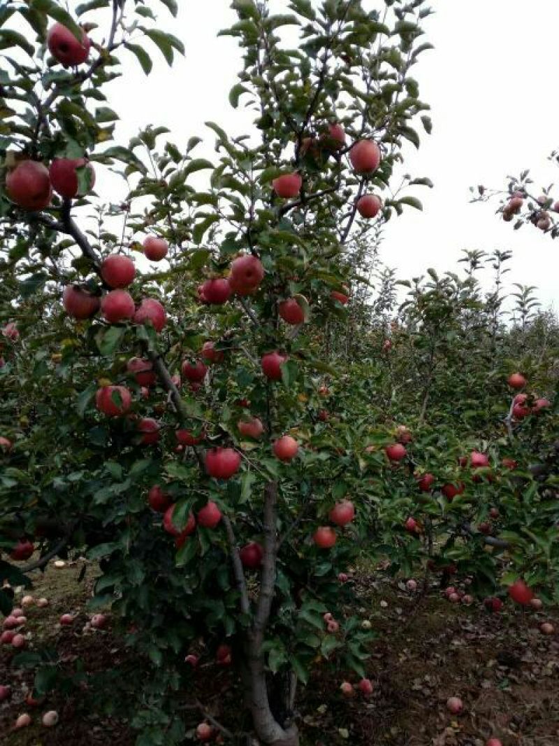 陕西秦冠苹果，光果秦冠，纸代秦冠冷库大量有贷