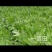牧草