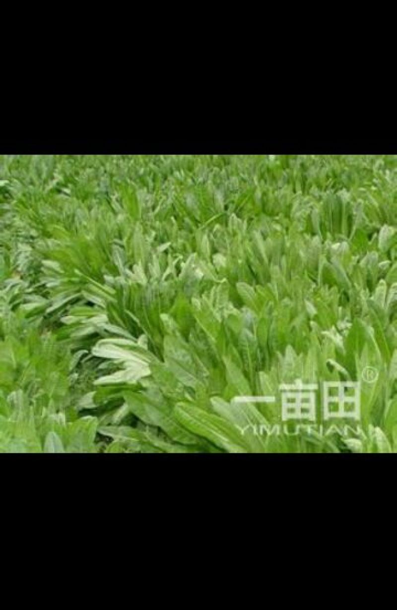 牧草