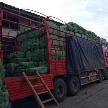 荷叶选货包装叶叫花鸡荷叶饭精品荷叶质量保证