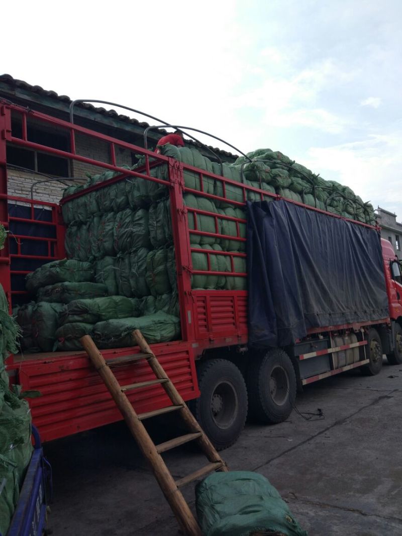 荷叶选货包装叶叫花鸡荷叶饭精品荷叶质量保证