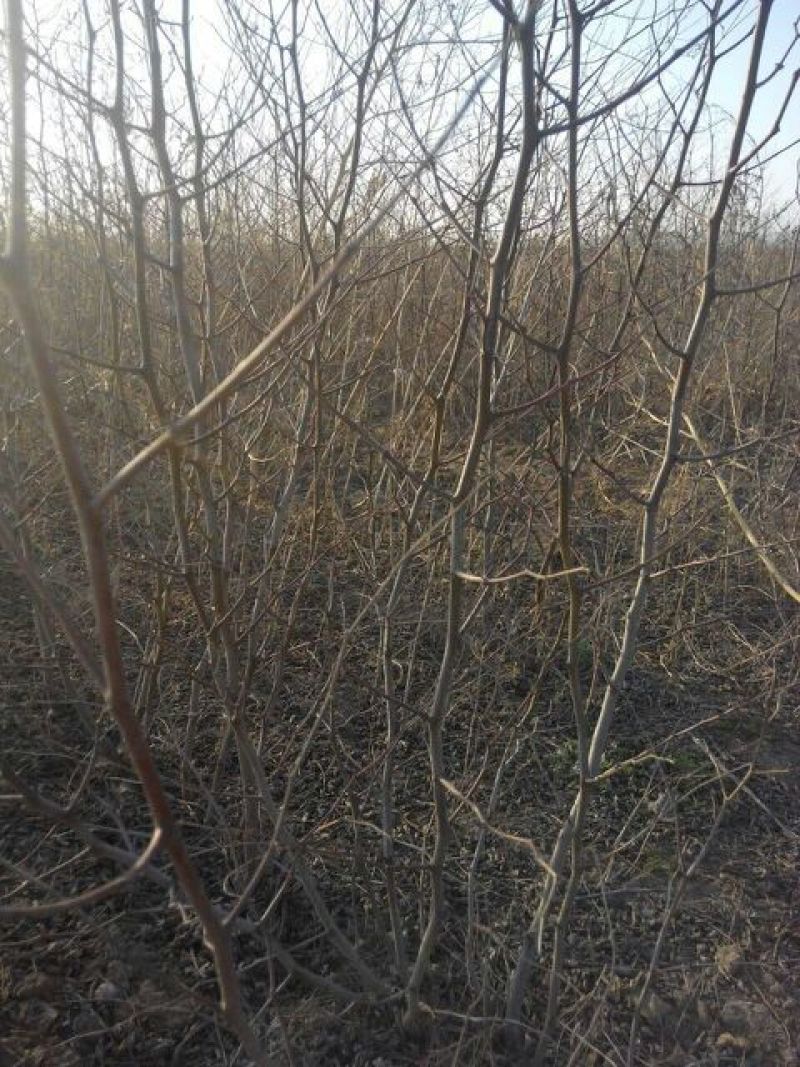 枣树苗活苗特大嫁接沾化冬枣果树苗南方北方盆栽地栽种植当年