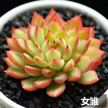 多肉植物多肉植物绿植