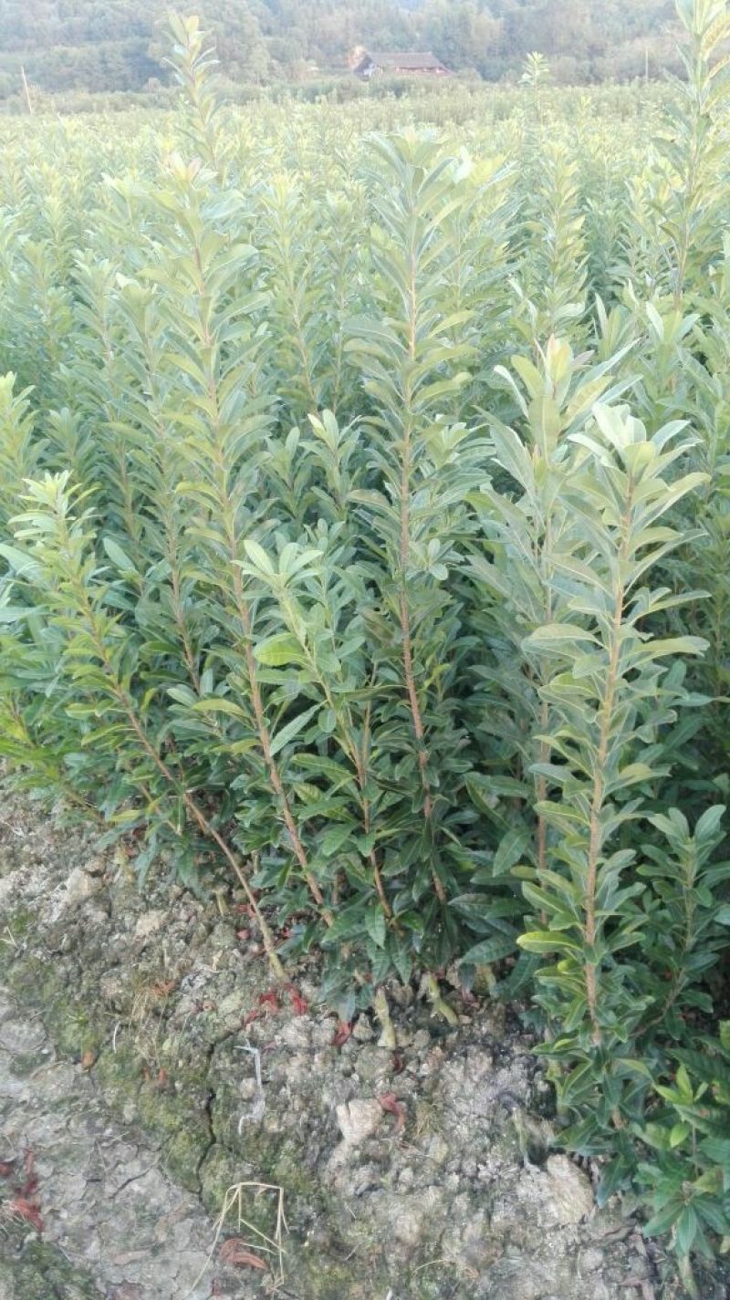 杨梅树30~50cm