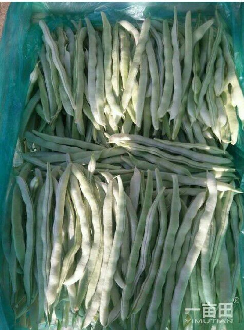 精品白玉豆白不老豆角白不老白不老白不老…………