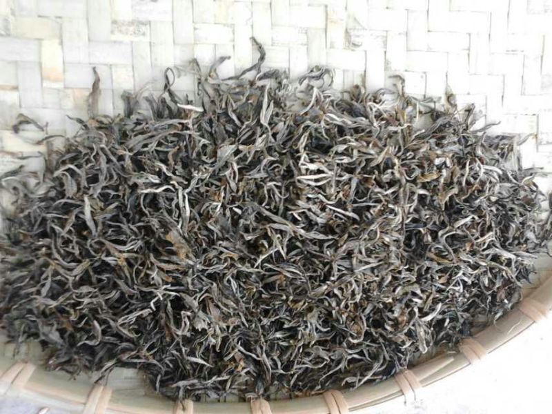 本山茶
