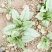 大叶菠菜10~15厘米