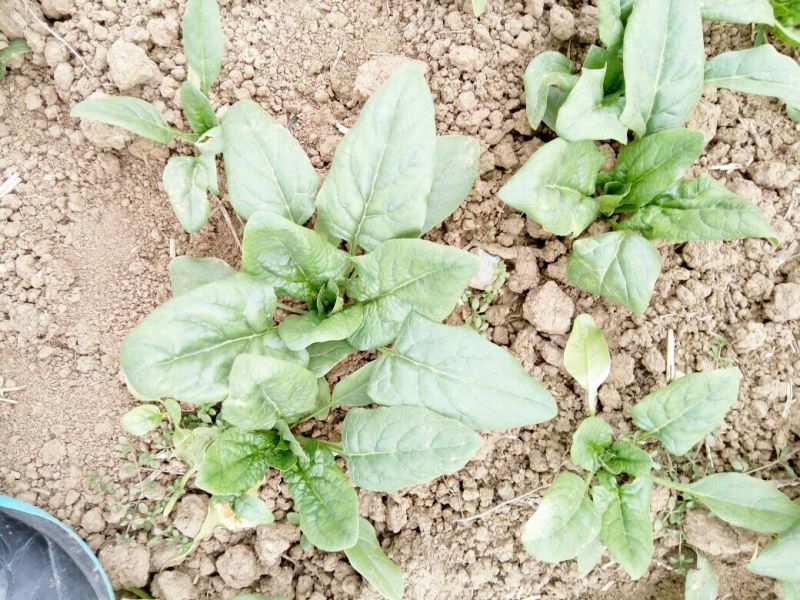 大叶菠菜10~15厘米