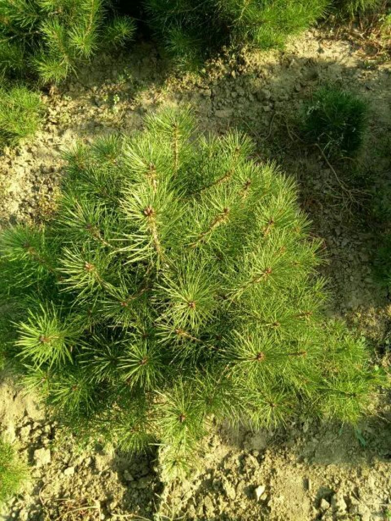 白松树苗100~150cm