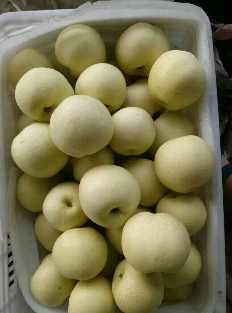鸭梨200~250g纸加膜