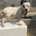 杜高犬公