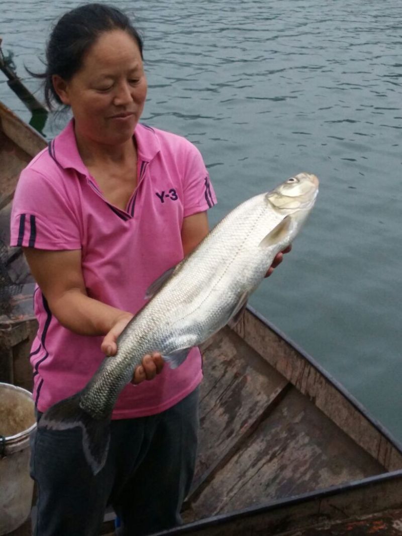 翘嘴白