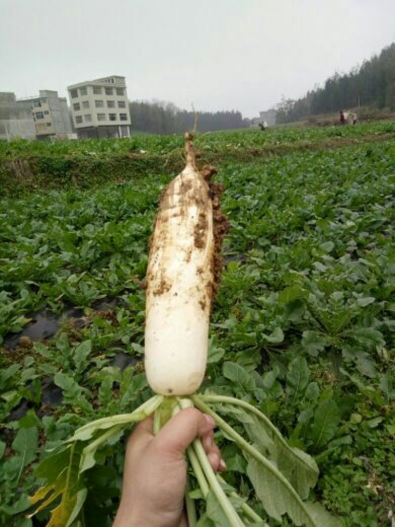 白萝卜1.5~2斤起