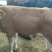 鲁西黄牛犊100~200kg