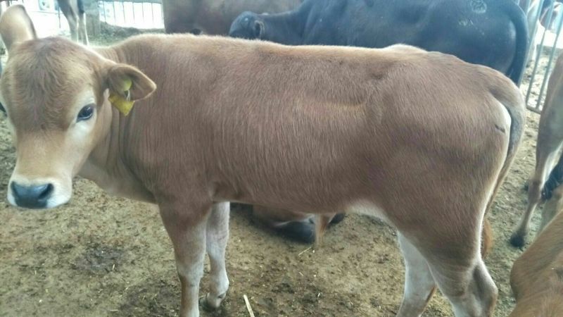 鲁西黄牛犊100~200kg