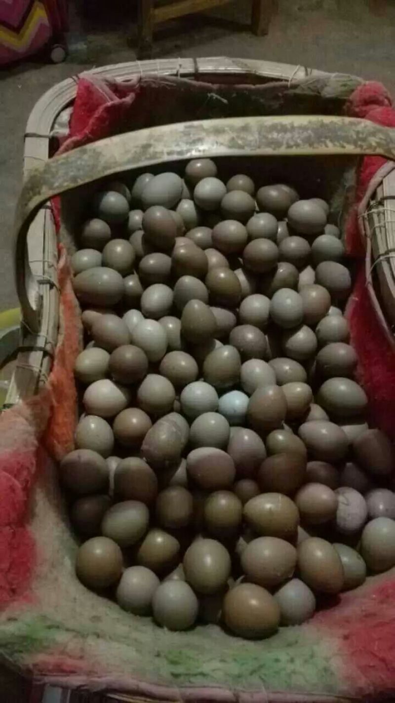 野鸡蛋食用50g以下