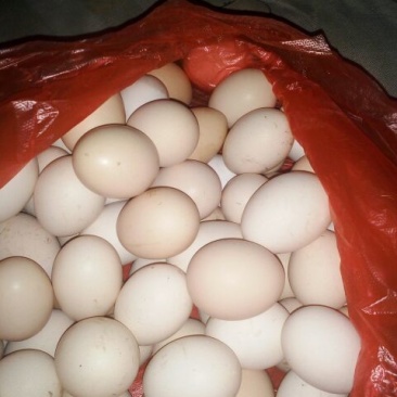 土鸡蛋食用50~60g