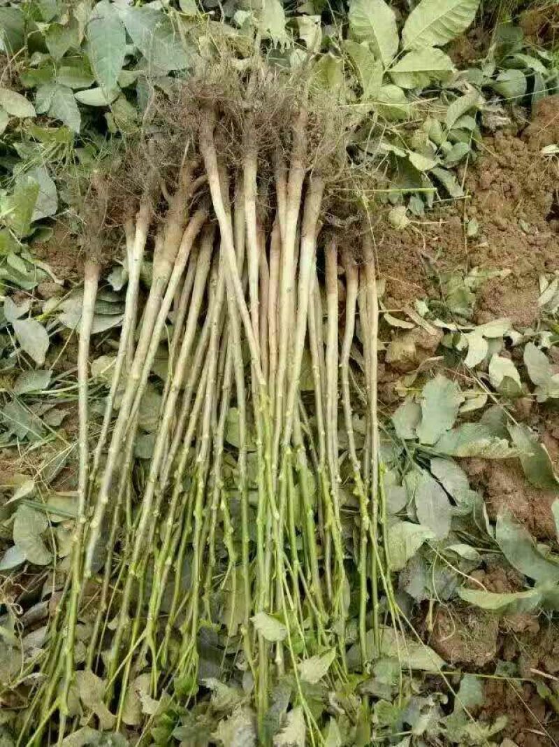 核桃苗二年苗150~200cm