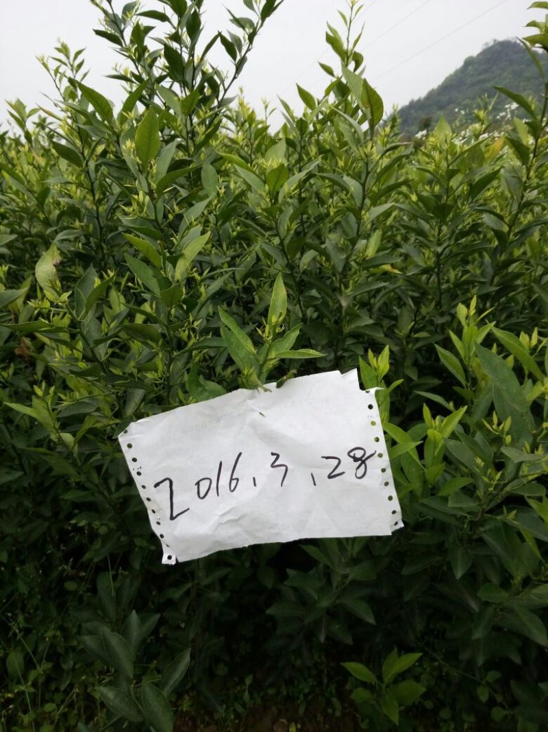 杜鹃2~4cm4cm以下0.5~1米