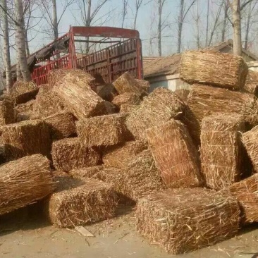 紫苏梗紫苏片紫苏紫苏叶紫苏段紫苏籽紫苏专营
