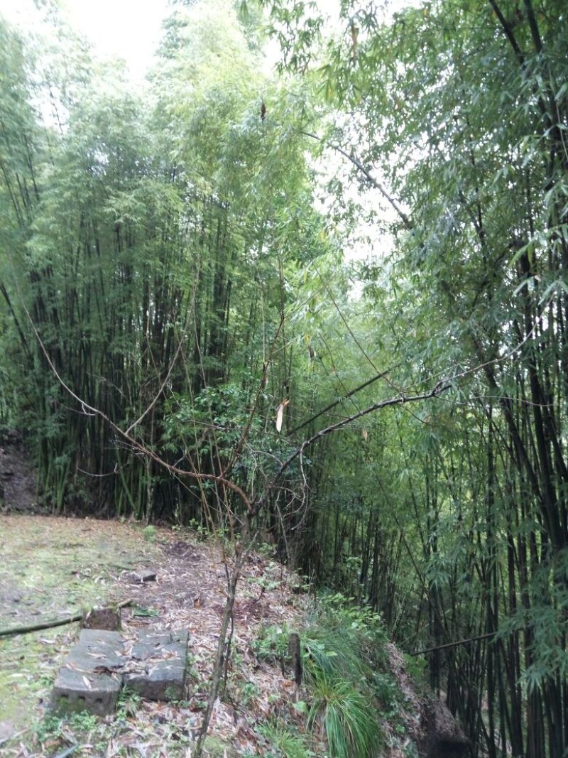 绿竹15~16m