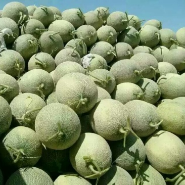 西州蜜瓜