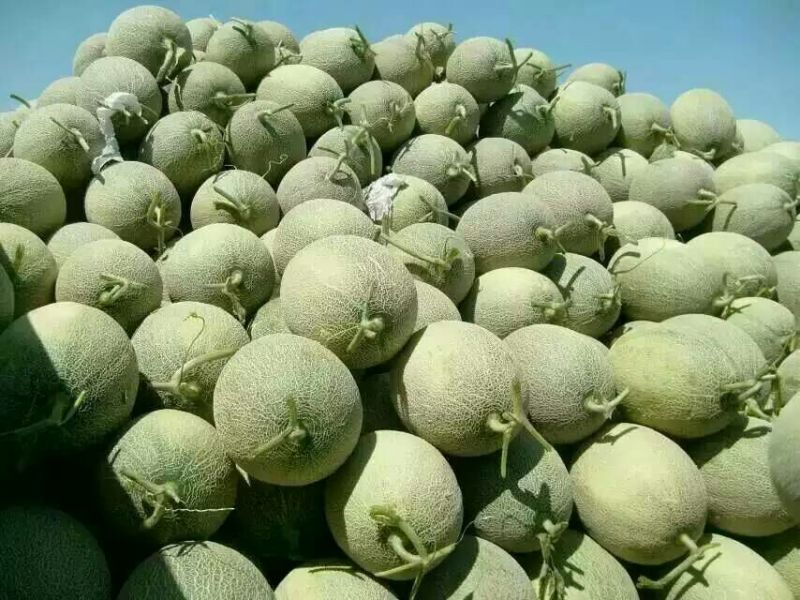 西州蜜瓜